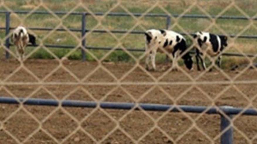 الأغوار: مستوطنون يبنون حظائر جديدة للأبقار على اراضي محتلة