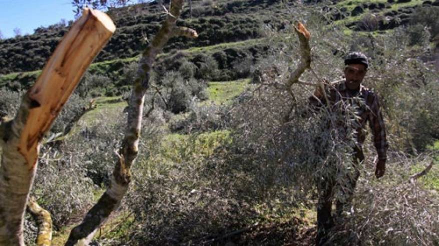 الاحتلال يخطر باقتلاع 70 شجرة زيتون في الأغوار الشمالية