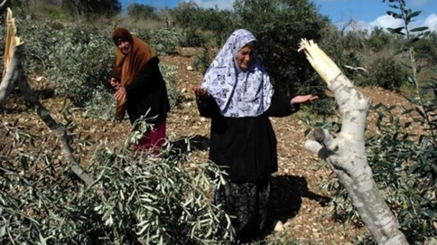 الاحتلال يقتلع 200 شجرة زيتون ويجرف 13 دونما في بيت أولا