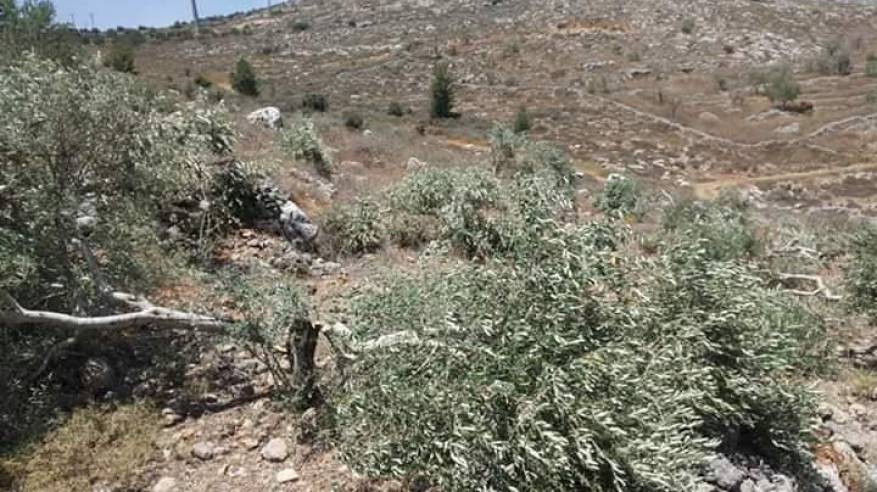 الاحتلال يقطع نحو 200 شجرة زيتون في سلفيت ومستوطنون يحرقون العشرات في نابلس