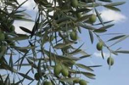 شجرة الزيتون... رمز الصمود وفوائد متعددة