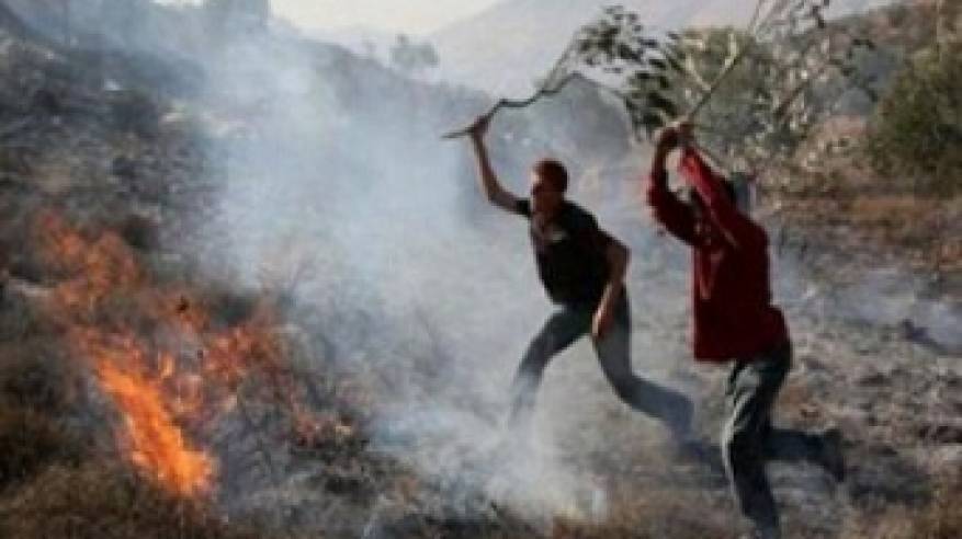مستوطنون يحرقون أشجار زيتون غرب بيت لحم
