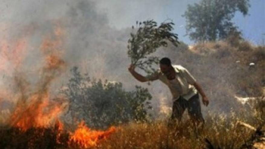 مستوطنون يحرقون عشرات الدونمات من حقول الزيتون جنوب نابلس